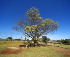 Fotos de árvores e vegetação em ambientes urbanos