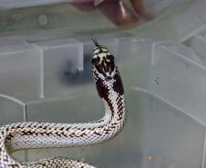 Foto de cobra resgatada