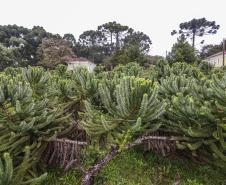 Foto de mudas de araucária