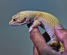 Foto de lagarto resgatado