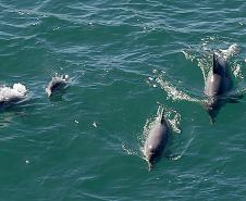 Foto aérea de golfinhos no mar