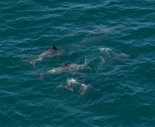 Foto aérea de golfinhos no mar
