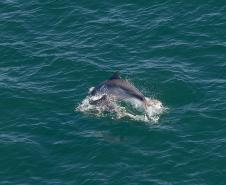 Foto aérea de golfinhos no mar