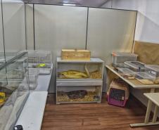 Foto de animais resgatados na sede do IAT