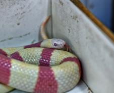 Foto de cobra resgatada