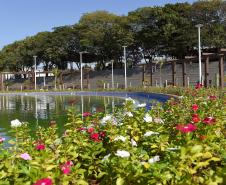 Fotos de árvores e vegetação em ambientes urbanos