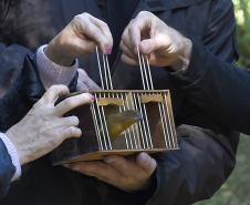 Foto de soltura de pássaros