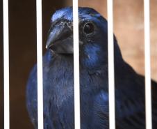Foto de soltura de pássaros
