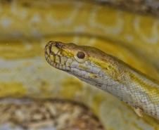 Foto de cobra resgatada