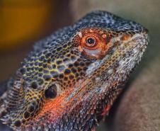Foto de lagarto resgatado