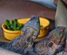Foto de lagarto resgatado