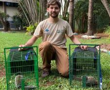 Foto de sagui resgatado
