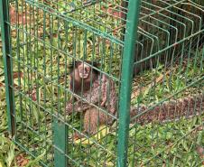 Foto de sagui resgatado