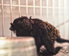 Foto de macaco resgatado