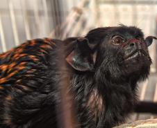 Foto de macaco resgatado