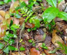 Foto de Lagarto Teiú
