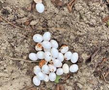 Foto de ovos de lagarto Teiú