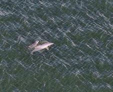 Foto aérea de golfinhos no mar