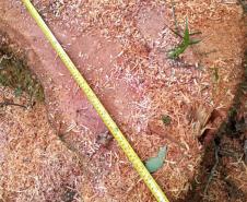 Foto de florestas do Paraná
