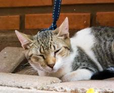 Fotos de animais em ação do Castrapet