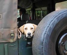 Fotos de animais em ação do Castrapet