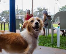 Fotos de animais em ação do Castrapet