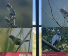 Foto de exposição de fauna ameaçada
