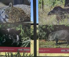 Foto de exposição de fauna ameaçada