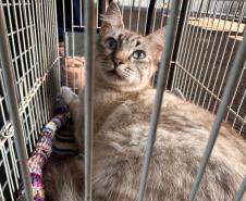 Fotos de gatos tratados pelo Castrapet