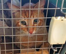 Fotos de gatos tratados pelo Castrapet