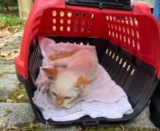 Fotos de gatos tratados pelo Castrapet
