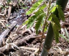 Fotos de mudas cultivadas pelo IAT