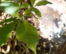 Fotos de mudas cultivadas pelo IAT