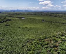 Foto de florestas do Paraná