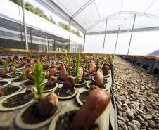 Fotos de mudas cultivadas pelo IAT