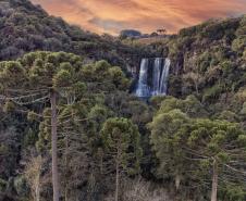 Foto de paisagem da Mata Atlântica do Paraná