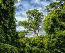 Foto de paisagem da Mata Atlântica do Paraná