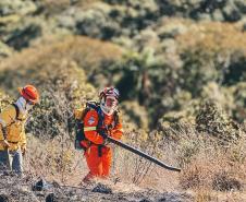Dia do Voluntário: programas do IAT reúnem 1.594 pessoas em prol da preservação ambiental