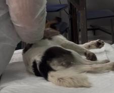 Passagem extra do CastraPet Paraná pela Ilha do Mel beneficia 102 animais