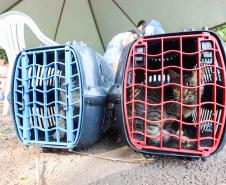 CastraPet retorna à Ilha do Mel com mutirão extra de castração para cães e gatos