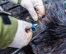 Parceria entre IAT e criadouro repovoou Parque das Lauráceas com mais de 500 animais
