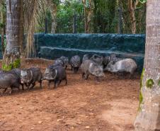 Parceria entre IAT e criadouro repovoou Parque das Lauráceas com mais de 500 animais