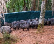 Parceria entre IAT e criadouro repovoou Parque das Lauráceas com mais de 500 animais