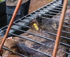 Parceria entre IAT e criadouro repovoou Parque das Lauráceas com mais de 500 animais