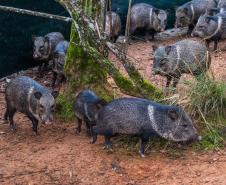 Parceria entre IAT e criadouro repovoou Parque das Lauráceas com mais de 500 animais