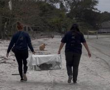 Passagem extra do CastraPet Paraná pela Ilha do Mel beneficia 102 animais