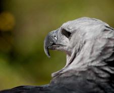 Dia Nacional de Defesa da Fauna Silvestre: veja cinco ações para proteger os animais