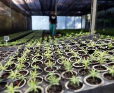 Foto de mudas plantadas pelo IAT