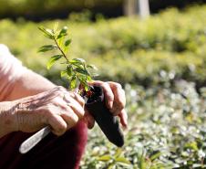 Foto de mudas plantadas pelo IAT