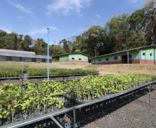 200 mil mudas por ano: Estado inaugura novas instalações do viveiro florestal de Ibiporã